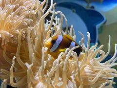 -太平洋海底世界