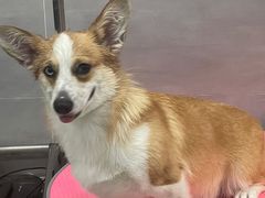 -宠福鑫康馨动物医院·骨科·眼科