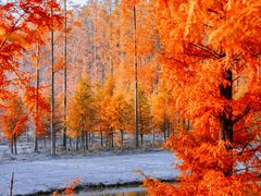 -黄海国家森林公园