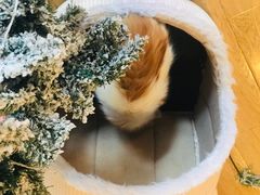 -Cappucimeow猫咪咖啡馆(韦伯时代店)