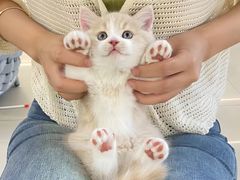 -lincat·猫舍(广州店)