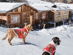 -金鼎雪山牦牛杂火锅(理县总店)