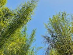 -黄埔油麻山森林公园