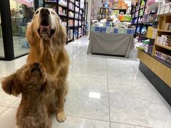 -喜洋洋宠物医院(震川路总店)