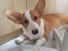 -安安宠医宠物医院·异宠·犬猫内科(岳阳分院)