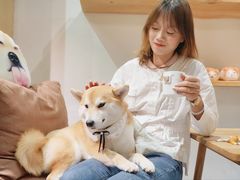 -柴务处·柴犬主题狗咖