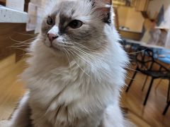 -滚猫咖啡·猫咖·猫友好撸猫(未来城店)