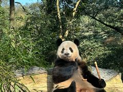 -中国大熊猫保护研究中心雅安碧峰峡基地