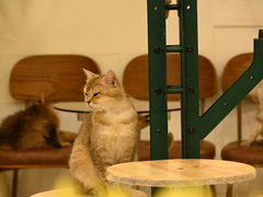 -共舞时光猫咖·狗咖(新街口店)