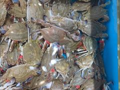 -港畔赶海蒸汽海鲜烧烤自助(仙螺岛店)