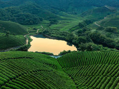 -龙坞茶村