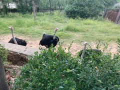 -沈阳森林动物园