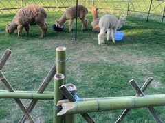 -黄海国家森林公园