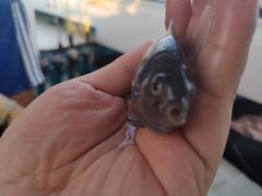 -小猫钓鱼海钓俱乐部(椰梦长廊店)