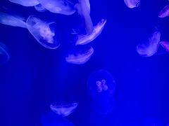 -福州罗源湾海洋世界旅游区