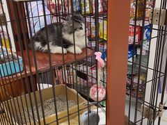 -1013 PET SHOP精品宠物商店(丁香店)