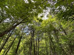 -五营红松林海景区