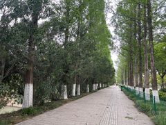-羊山湖公园