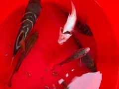-鑫艋游艇海钓俱乐部