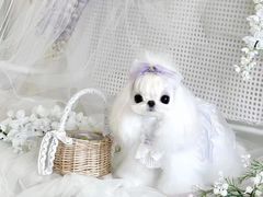-萌宠之家·腊肠犬·马尔泰·小体犬舍
