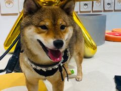 -柴务处·柴犬主题狗咖