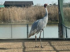 -盐城丹顶鹤湿地生态旅游区