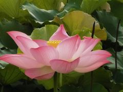 -福建鲤鱼洲酒店