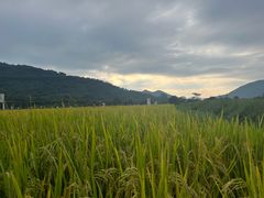 -艾米稻香小镇