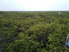 -北海金海湾红树林生态旅游区