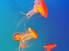 -芜湖新华联大白鲸海洋公园