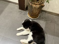 -原田新料理(1912店)