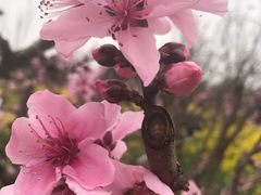 -南汇桃花村