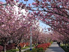 -高东镇樱花园