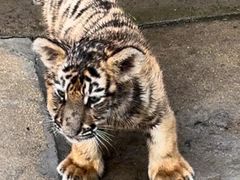 -西霞口神雕山野生动物世界