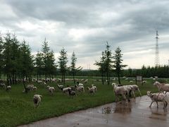 -塞罕坝国家级自然保护区