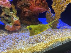 -上海海洋水族馆