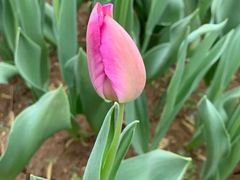 -洛阳郁金香牡丹园