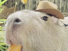 -深圳野生动物园