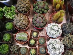 -秦美花卉(天朗·莱茵小城2期店)