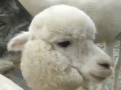 -上海大自然野生昆虫馆(东方明珠·爬宠昆虫探索中心)