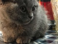 -喵zoo家庭繁育猫舍(尖东智能花园店)
