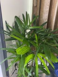 -洁铭新加坡医美