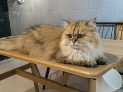 -豆逗聊愈猫阁Easy Life