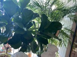 -画匠·画眉师野生眉纹眉美术馆