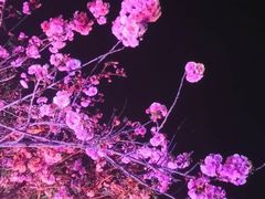 -天适樱花悠乐园