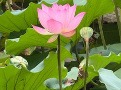 -荔湾湖公园