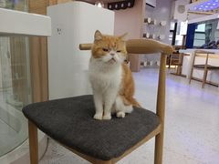 -喵园·猫主题咖啡厅·撸猫·猫咖(国贸店)