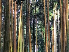 -醍醐寺
