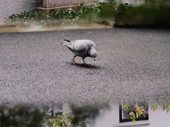 -上海宋庆龄故居纪念馆
