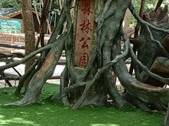 -西双版纳原始森林公园